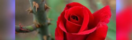 وردة بين الأشواك